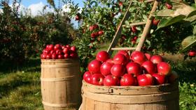 Российские садоводы потребовали тщательной проверки импортных яблок